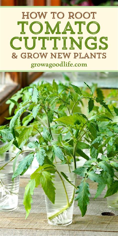 Rooting Tomato Cuttings Is A Smart Way To Quickly Grow A Second Crop Of