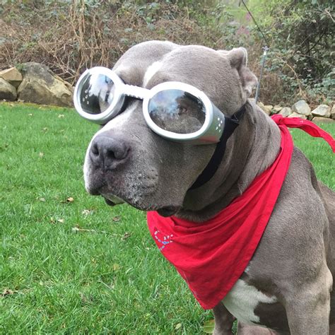 Doggles Ils Chrome Frame With Smoke Lens Dog Sunglasses Dog