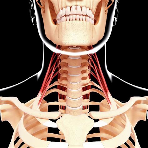 Human Neck Musculature Photograph By Pixologicstudio Science Photo