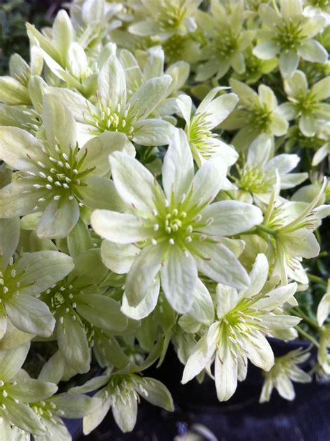 It covers everything from climbing flowers for sun or shade. Clematis cartmanii Lunar Lass mature & hardy 2 year old ...