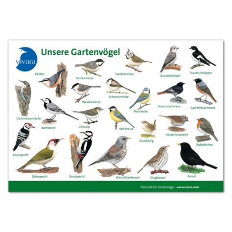 Wir befürworten die ganzjährige wildvogelfütterung, wobei diese allerdings keine bedingung für unsere gruppe ist. Tierkarte `Gartenvögel´ 2