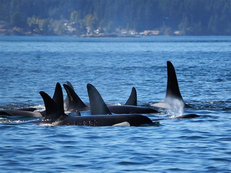 Killer Whales Rocked Our World On Vancouver Island Adventure 69°north