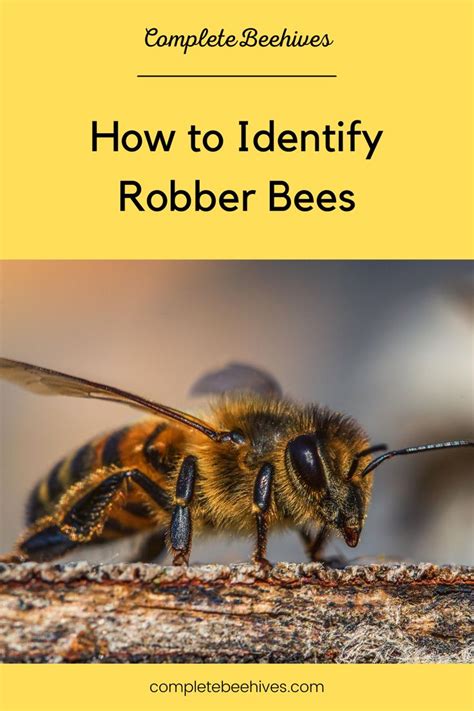 How To Identify Robber Bees In 2023 Bee Bee Hive Bee Keeping