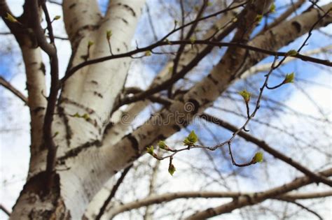 A Fragment Of A Birch Tree With A Branch Hanging Down With Small Green