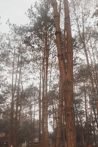Suasana Hutan Di Daerah Kering Di Thung Salaeng Luang Dengan Kabut Di