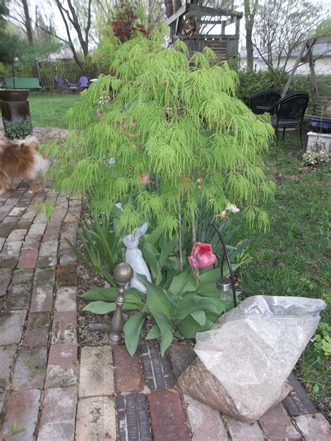 Simply put, live plants can be hugely beneficial for your outdoor pond on top of decorating it. Japanese maple | Plants, Garden, Outdoor decor