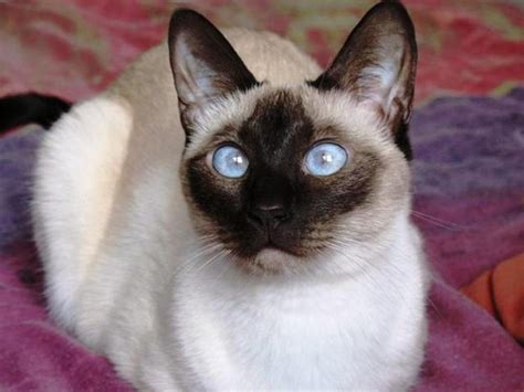Pin On Siamese And Abyssinian The Regal Cats