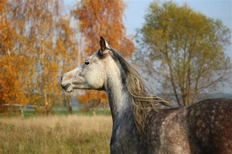 Free Images Wildlife Pasture Autumn Mane Fauna Vertebrate Mare