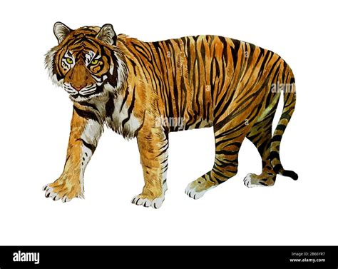 Imagen imagen dibujos de tigres a lápiz fáciles Thptletrongtan
