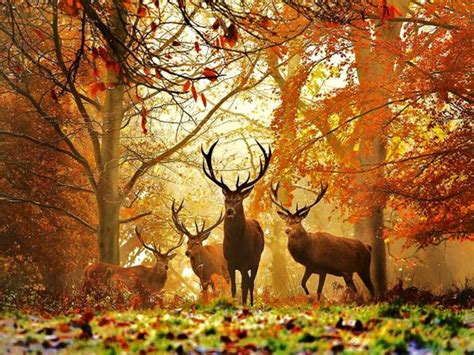 49 Fall Wildlife Wallpaper And Screensavers On Wallpapersafari