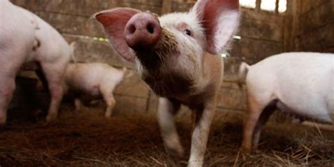 Scientists Say Pigs Could Grow Human Organs Fox News