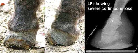 I show a horse suffering from laminitis / founder. Treating Founder (Chronic Laminitis) without Horseshoes--7 ...