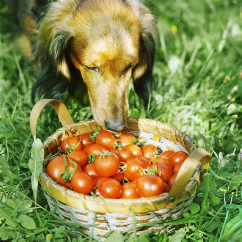 Can A Dog Eat A Tomato Really