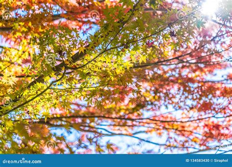 Beautiful Landscape With Maple Leaf Tree In Autumn Season 库存照片 图片 包括有