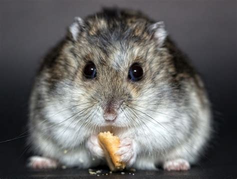 5 Types Of Most Popular Hamster Breeds