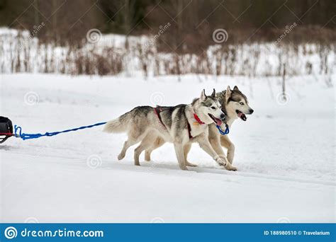 Running Husky Dog On Sled Dog Racing Stock Photo Image Of Pedigree