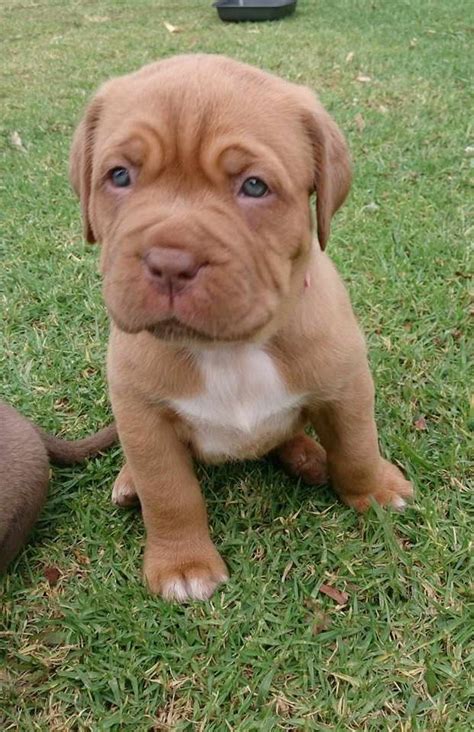 2 boys (black/white, white/brindle) & 1 black/white female. English Mastiff Pitbull Mix Puppies For Sale | PETSIDI
