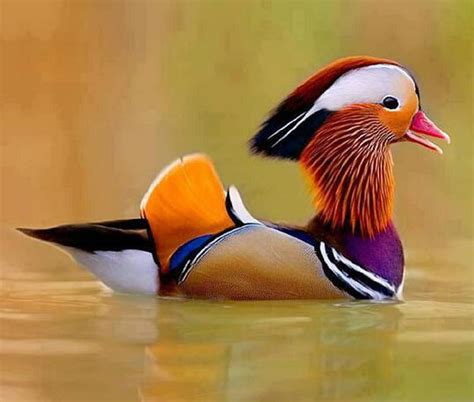 Mandarin Duckchina Bird Colourful Duck Mandarin Hd Wallpaper