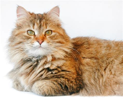 Hypoallergenic Cats Siberian Cat Breeders Allergies