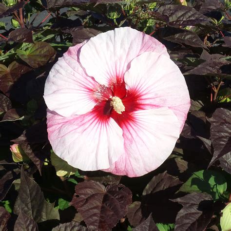 Hibiscus Summerific Perfect Storm Buy Rose Mallow Perennials Online