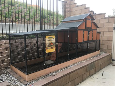 image0(6).jpeg | BackYard Chickens - Learn How to Raise Chickens