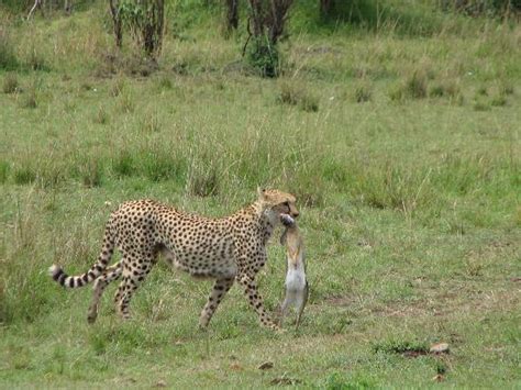 Large Male Leopard Picture Of Naibor Camp Maasai Mara National