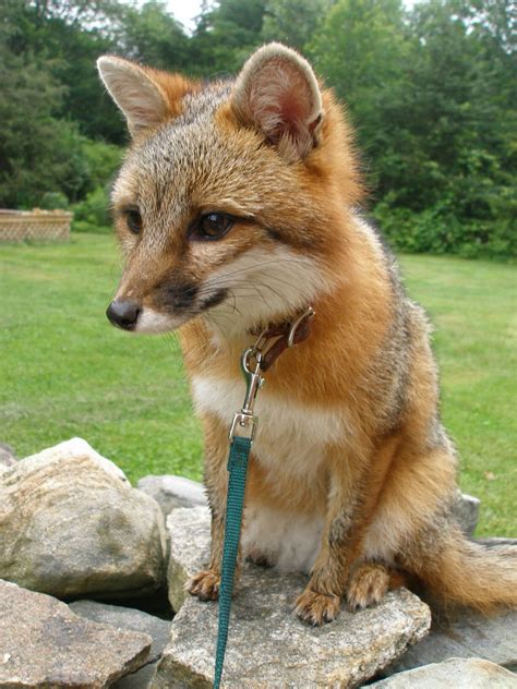 Pet Grey Fox Aww