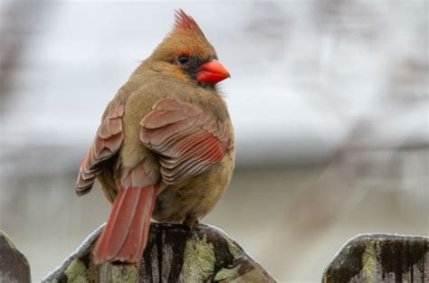 Ohio State Bird Pictures And Fun Facts I Thebirdpedia