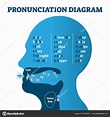 Pronunciation diagram chart with letters and corresponding sounds ...