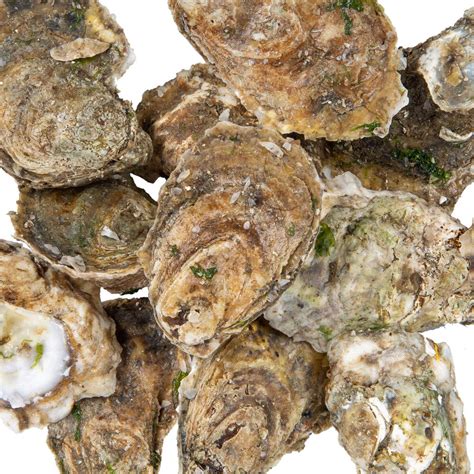 Lintons Seafood Live Oysters In The Shell 100case