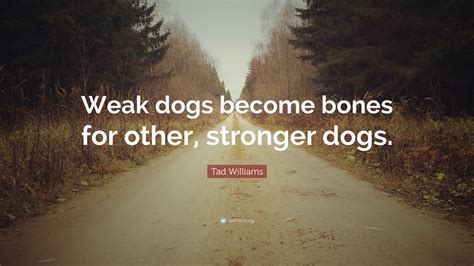 Tad Williams Quote “weak Dogs Become Bones For Other Stronger Dogs”