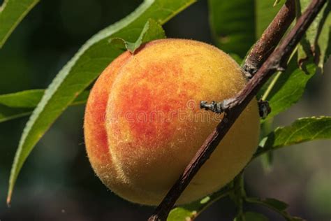 Ripe Peach Fruit Hangs On A Branch Of A Peach Tree With Leaves In The