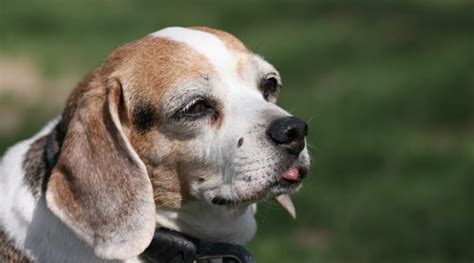 Beagle Lifespan How Long Do Beagles Live Links 4 Net
