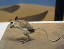 Kangaroo Rat | ClipPix ETC: Educational Photos for Students and Teachers