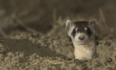 Black Footed Ferret Facts The Masked Bandits Of The Northern Great Plains Stories Wwf