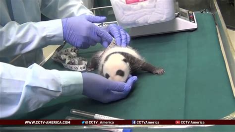 Chinas Panda Triplets Are One Month Old Youtube