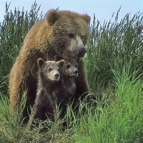 Mama Grizzly And Cubs Baby Polar Bears Bear Tattoos