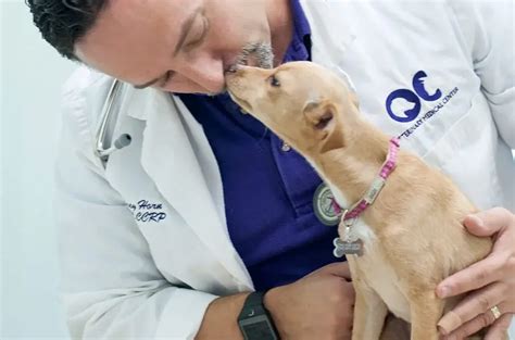 Animal Rehabilitation Therapy Oc Veterinary Medical Center