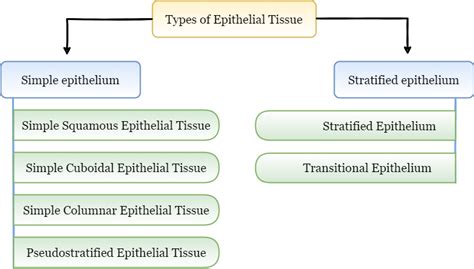 Types Of Epithelial Tissue Definition Characteristics And Functions