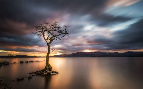 Timelapse Photography Of Tree Surrounded By Body Of Water Loch Lomond