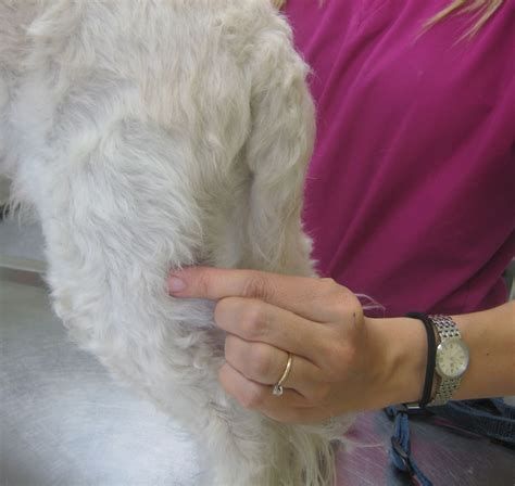 Dog Popliteal Lymph Node Palpation Animal Hospital Exam Lymph Nodes