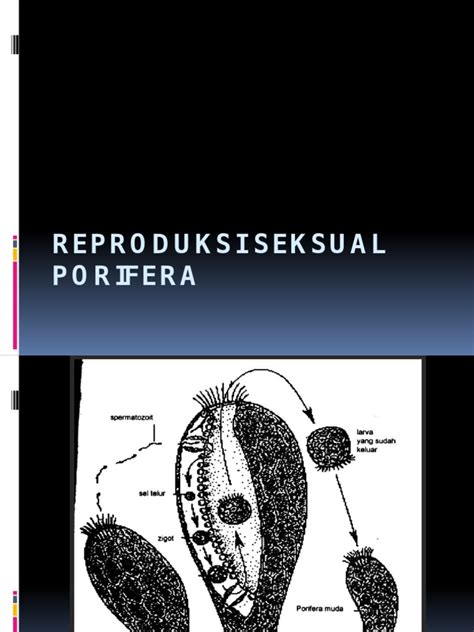 Reproduksi Seksual Porifera Pdf