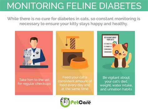 Diabetes In Cats Signs And Managing Diabetes Mellitus