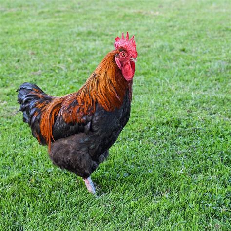 Free Download Cock Grass Crete Chicken Bird Livestock Rooster