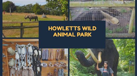 Howletts Wild Animal Park Youtube