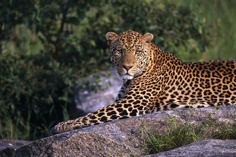 Leopards In Serengeti Serengeti National Park