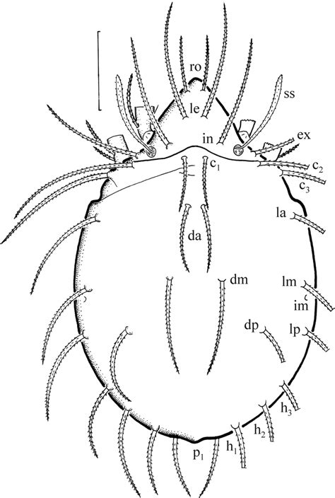 Oribatella Quadricornuta Tritonymph Dorsal Aspect Legs Partially