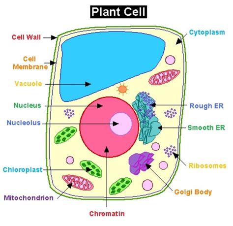 Plant Cell Labelled Diagram Chromosomes The Functions Of The