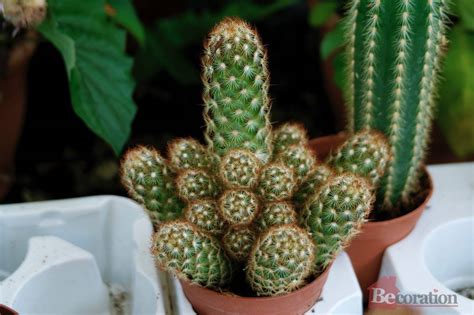 How to care for your christmas cactus so it will bloom all holiday season long. How to care for indoor cacti - becoration