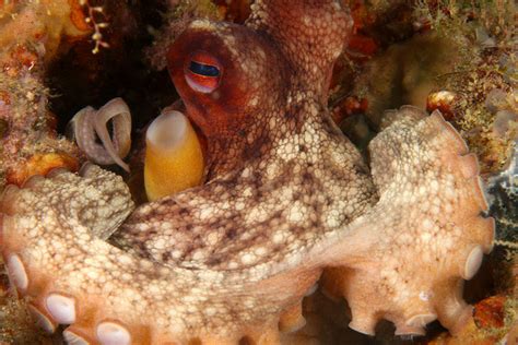 are you smarter than an octopus national marine sanctuary foundation